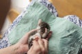 Woman massaging baby cat`s belly