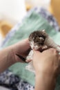 Woman massaging kittens stomach