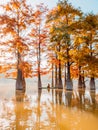 Woman meditation on stand up paddle board at quiet lake with Taxodium trees and morning light Royalty Free Stock Photo