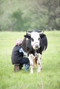 Woman milking black and white cow hands in the field Royalty Free Stock Photo