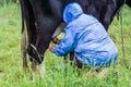 Woman milking cow