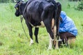 Woman milking cow