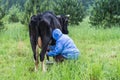 Woman milking cow