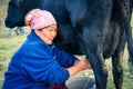 Woman during milking of cow in Kyrgyzstan