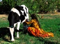 Woman milking cow in rural Iran