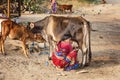 Woman milking a cow on the street