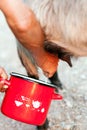 Woman milking goat