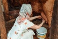 Woman milkmaid milking a cow, farm Royalty Free Stock Photo