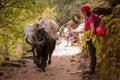 Woman misses a black pack buffalo with heavy load on a mountain trail in Nepal Royalty Free Stock Photo