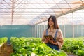 Woman modern farmer working in strawberry greenhouse, happy woman with tablet in farm, business agriculture and technology