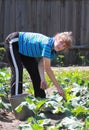 Woman molder earth in vegetable patch