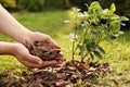 Woman mulching plant with bark chips in garden, closeup