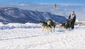 Woman musher hiding behind sleigh at sled dog race on snow in wi