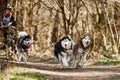 Woman musher rides on three wheeled cart with three Siberian Husky sled dogs in harness on forest