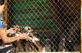 Woman near cage with homeless dogs in animal shelter. Concept of volunteering Royalty Free Stock Photo