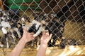 Woman near cage with homeless dogs in animal shelter. Concept of volunteering Royalty Free Stock Photo