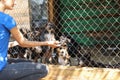 Woman near cage with homeless dogs in animal shelter, space for text Royalty Free Stock Photo