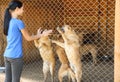 Woman near cage with homeless dogs in animal shelter Royalty Free Stock Photo