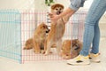 Woman near playpen with Akita Inu puppies. Baby animals