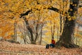 woman near a tree in the forest in autumn fallen leaves landscape model sweater Royalty Free Stock Photo