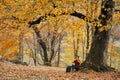 woman near a tree in the forest in autumn fallen leaves landscape model sweater Royalty Free Stock Photo