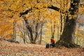 woman near a tree in the forest in autumn fallen leaves landscape model sweater Royalty Free Stock Photo