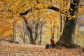 woman near a tree in the forest in autumn fallen leaves landscape model sweater Royalty Free Stock Photo