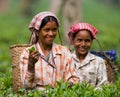 The woman and the nearby village collect tea on a tea plantation in the morning. Royalty Free Stock Photo