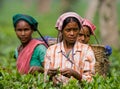 The woman and the nearby village collect tea on a tea plantation in the morning. Royalty Free Stock Photo