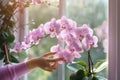 Woman nurtures a blooming pink orchid Royalty Free Stock Photo