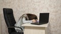 Woman in the office yawns in the workplace. tired girl wants to sleep on the table at work. The businesswoman was Royalty Free Stock Photo