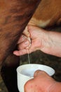 Woman old poor farmer milking cow Royalty Free Stock Photo