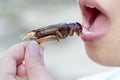 The woman opening her mouth to eat insects. The concept of protein food sources from insects. Royalty Free Stock Photo