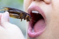 The woman opening her mouth to eat insects. The concept of protein food sources from insects. Brachytrupes portentosus crickets is