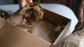 woman opening parcel indoors. woman opening and unpacking cardboard box parcel in living room at home. good delivery Royalty Free Stock Photo