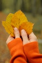 Woman in orange sweater holds autumn leaves in the forest. Fall lifestyle photo