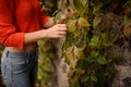 Woman in the orange sweater standing near the wall with climbing grapes Royalty Free Stock Photo