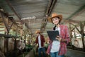 woman owner of cow farm using a tablet with worker background feeding cows with hay Royalty Free Stock Photo