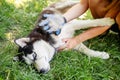 Woman owner of the dog is combing out the dogs fur with a special glove Royalty Free Stock Photo