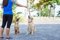 Dog feeding training. Royalty Free Stock Photo