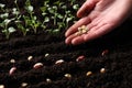 Woman with pea seeds near fertile soil, closeup. Vegetables growing Royalty Free Stock Photo