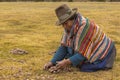 Woman peasant collecting moraya potatoes Chincheros Cuzco Peru