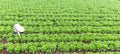 Woman peasant farmers with fields of cabbage