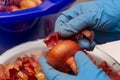 A woman is peeling an onion. View from above. Female hands in blue rubber gloves peel the onion