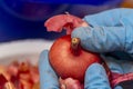 A woman is peeling an onion. View from above. Female hands in blue rubber gloves peel the onion of dry skin