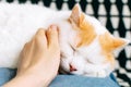 Woman petting cute cat sleeping on blue pillow in living room. Pet having nap at home Royalty Free Stock Photo