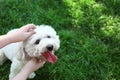 Woman petting cute fluffy Bichon Frise dog on green grass in park, closeup