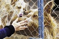 Woman petting stray dogs