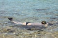 Woman photographer diving into water of Red sea