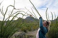 Woman photographer takes photos of a blooming Ocotillo cactus with her smart phone Royalty Free Stock Photo